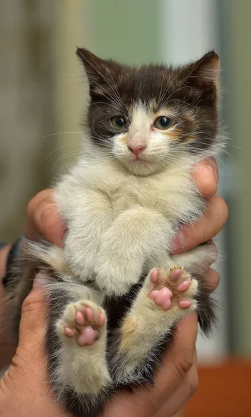 Cute Little Tricolor Fluffy Kitten Hands — Stock Photo, Image