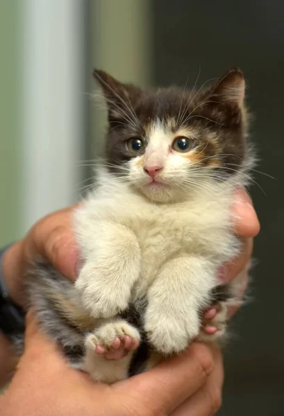 Cute Little Tricolor Fluffy Kitten Hands — Stock Photo, Image