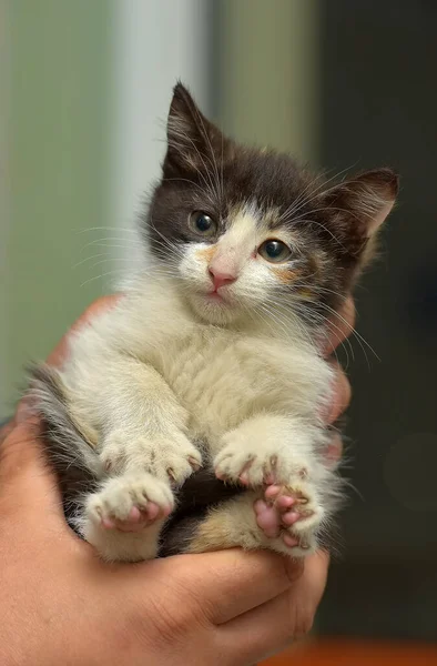 Cute Little Tricolor Puszysty Kotek Rękach — Zdjęcie stockowe