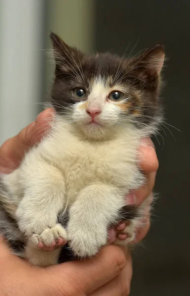 Schattig Klein Tricolor Pluizig Kitten Handen — Stockfoto