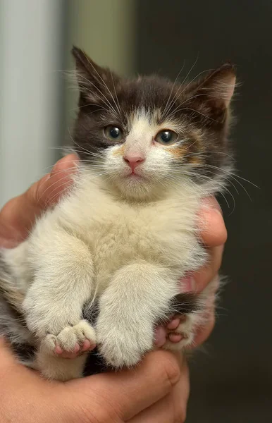 Cute Little Tricolor Puszysty Kotek Rękach — Zdjęcie stockowe