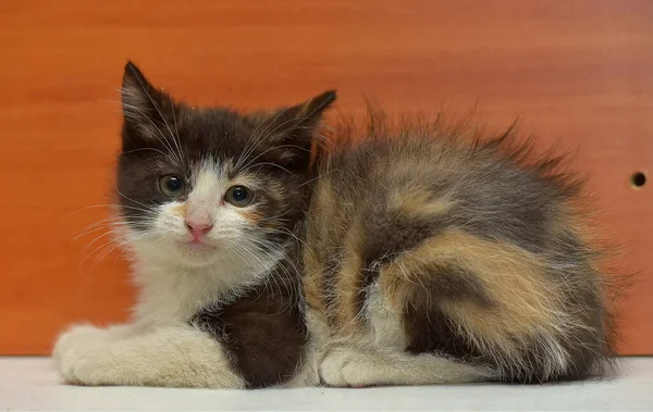 Lindo Poco Tricolor Esponjoso Gatito Cerca — Foto de Stock