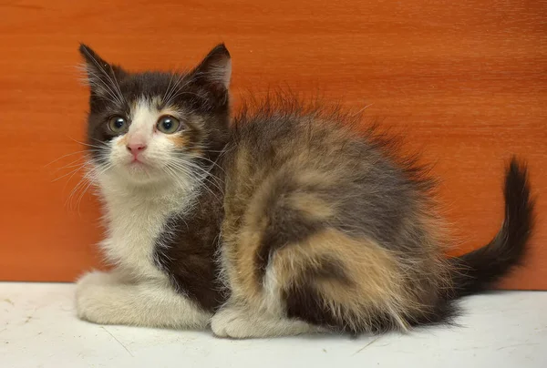 Roztomilý Malý Tricolor Nadýchaný Kotě Zblízka — Stock fotografie