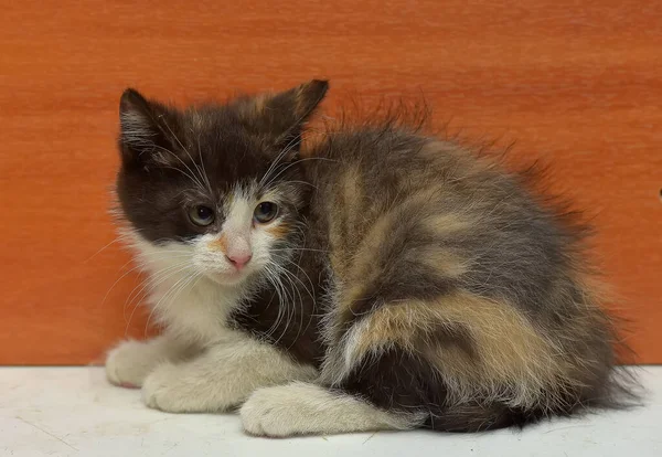 Şirin Renkli Tüylü Kedi Yavrusu Yaklaş — Stok fotoğraf