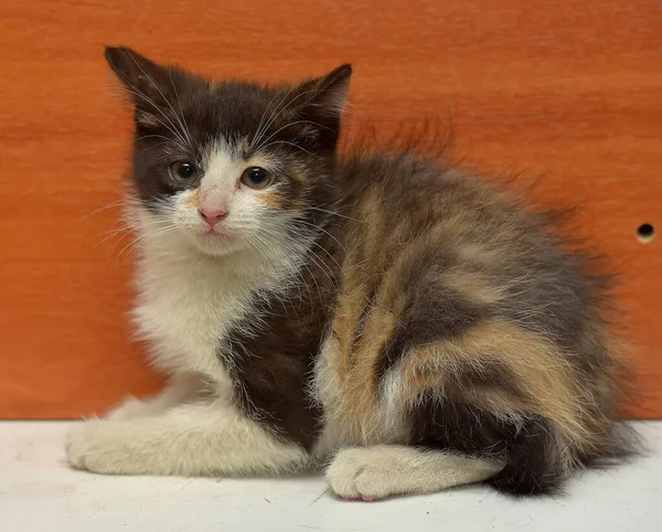 Cute Little Tricolor Fluffy Kitten Close — Stock Photo, Image