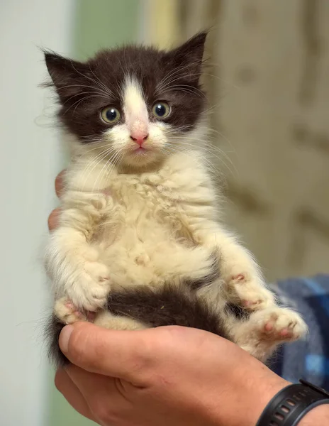 Cute Little Black White Fluffy Kitten Hands — Stock Photo, Image