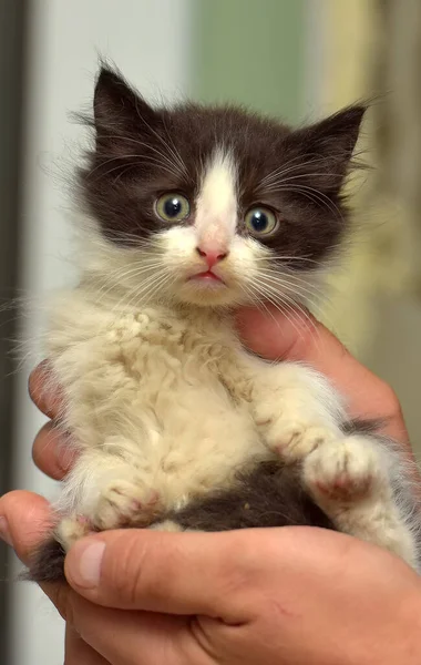 かわいい黒と白のふわふわの子猫を手に — ストック写真