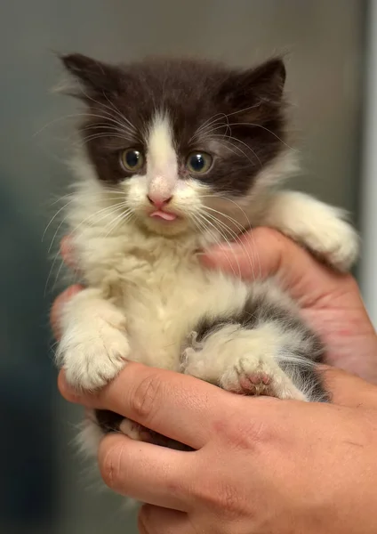 Mignon Petit Chaton Moelleux Noir Blanc Dans Les Mains — Photo