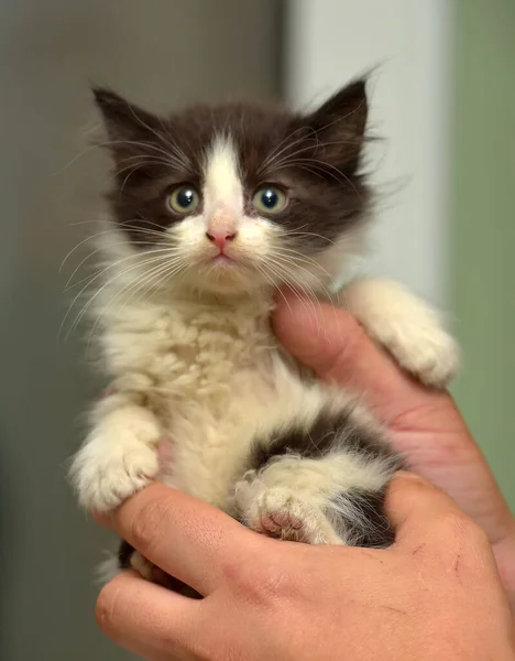 Mignon Petit Chaton Moelleux Noir Blanc Dans Les Mains — Photo