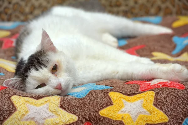 頭に灰色の斑点のある白い猫がソファに横たわっています — ストック写真