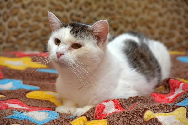 Hvit Katt Med Grå Flekker Hodet Ligger Sofaen – stockfoto