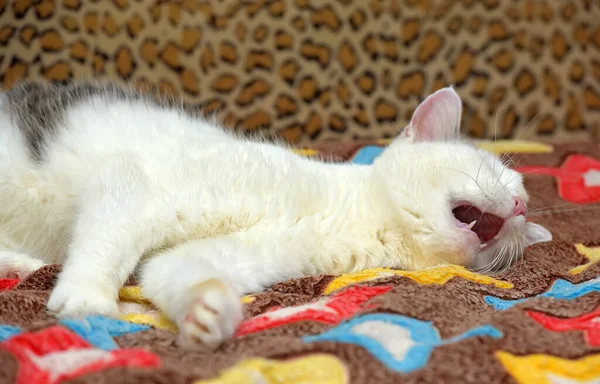 Gatto Bianco Con Macchie Grigie Sulla Testa Trova Sul Divano — Foto Stock