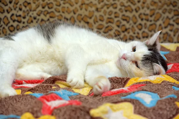 頭に灰色の斑点のある白い猫がソファに横たわっています — ストック写真