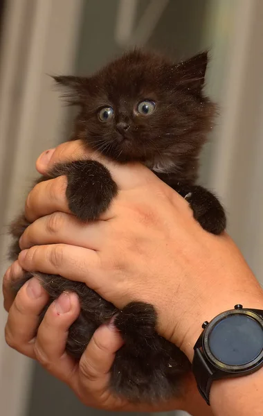 Schattig Klein Pluizig Zwart Big Eyed Kitten Handen — Stockfoto