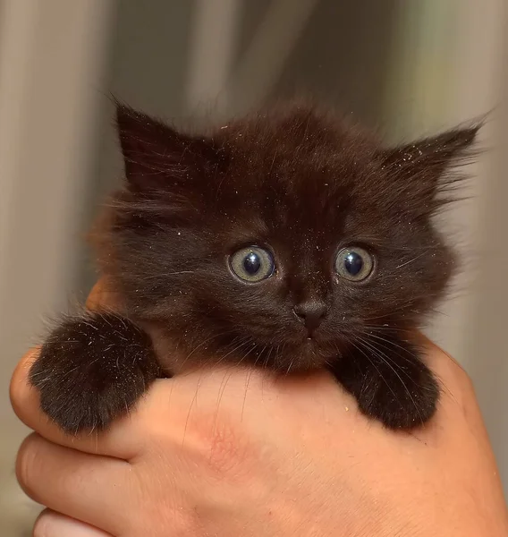 Schattig Klein Pluizig Zwart Big Eyed Kitten Handen — Stockfoto