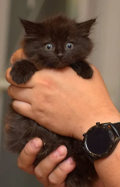 Schattig Klein Pluizig Zwart Big Eyed Kitten Handen — Stockfoto