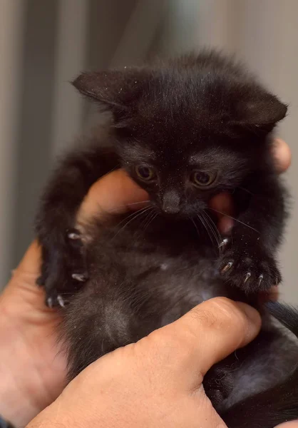 Niedliche Kleine Flauschige Schwarze Großäugige Kätzchen Den Händen — Stockfoto