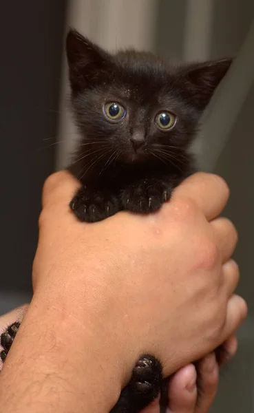 Niedliche Kleine Flauschige Schwarze Großäugige Kätzchen Den Händen — Stockfoto