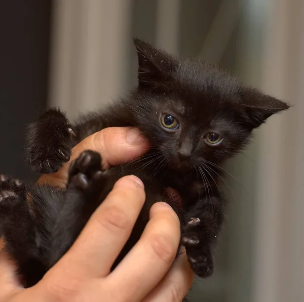 Niedliche Kleine Flauschige Schwarze Großäugige Kätzchen Den Händen — Stockfoto