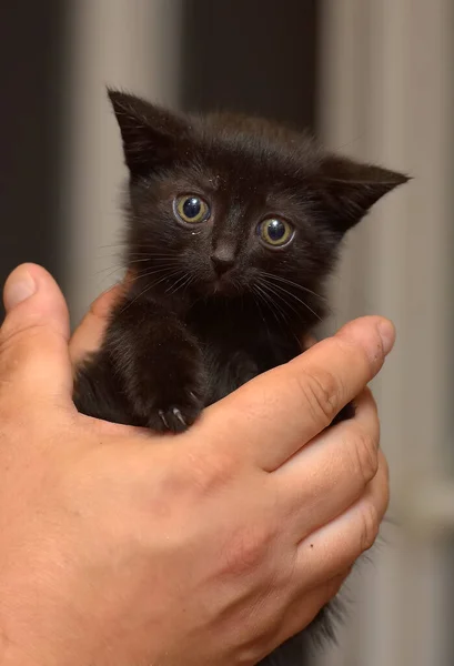 Niedliche Kleine Flauschige Schwarze Großäugige Kätzchen Den Händen — Stockfoto
