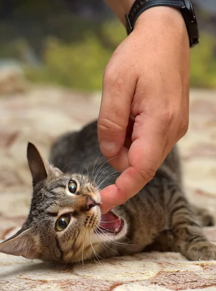 Młody Brązowy Tabby Kot Europejski Krotkie Zbliżenie — Zdjęcie stockowe