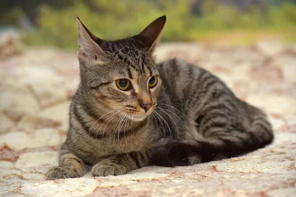 Fiatal Barna Tabby Macska Európai Gyorsírás Közelről — Stock Fotó