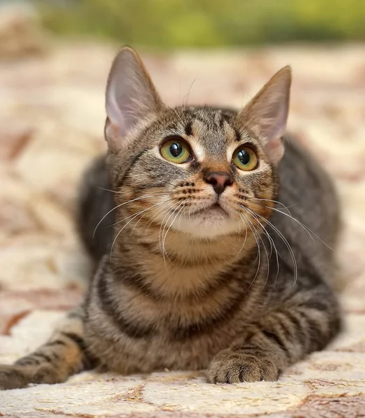 Junge Braune Gestromte Katze Europäische Kurzhaarkatze Aus Nächster Nähe — Stockfoto