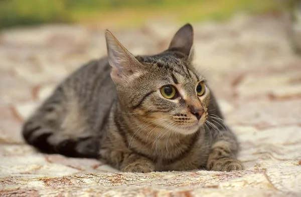 Giovane Marrone Tabby Gatto Europeo Stenografia Vicino — Foto Stock