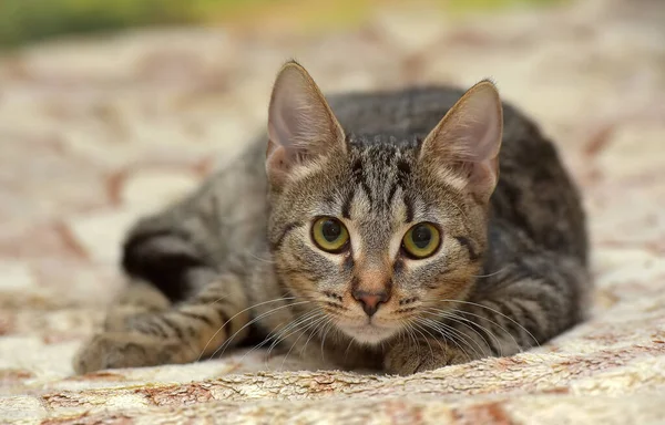 Jovem Marrom Tabby Gato Europeu Shorthair Close — Fotografia de Stock