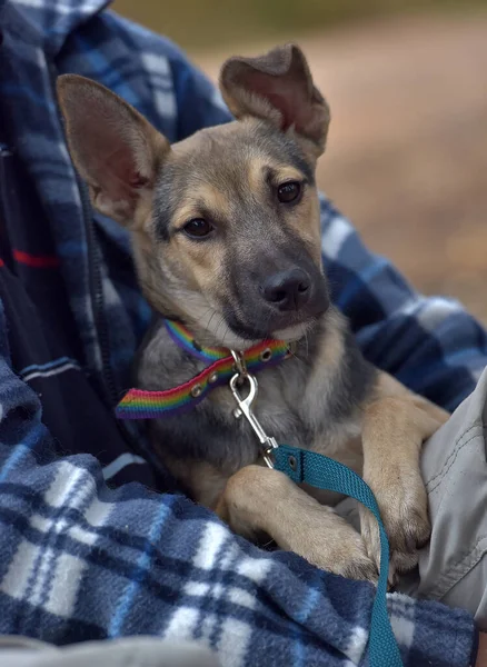 Küçük Melez Köpek Grisi Kapkara Kapaklı — Stok fotoğraf