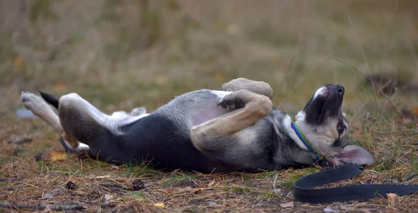 Pequeño Cachorro Mestizo Gris Con Negro Cerca —  Fotos de Stock