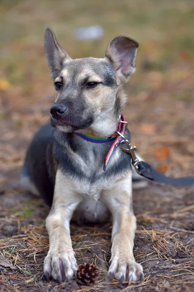 Pequeño Cachorro Mestizo Gris Con Negro Cerca —  Fotos de Stock