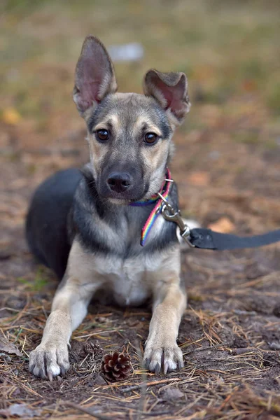 Pequeno Mgrel Filhote Cachorro Cinza Com Preto Perto — Fotografia de Stock