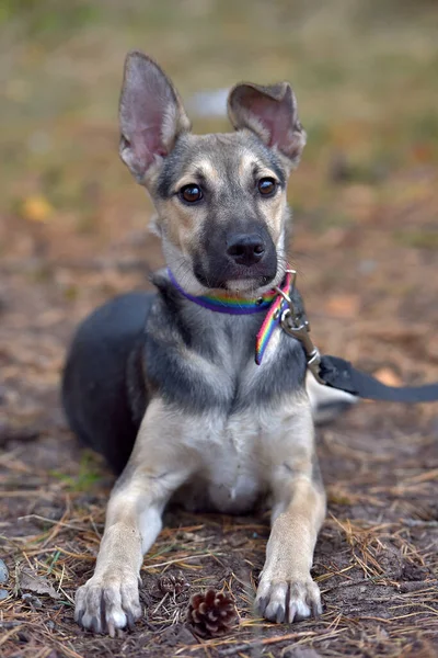 Piccolo Mongrel Cucciolo Grigio Con Nero Primo Piano — Foto Stock