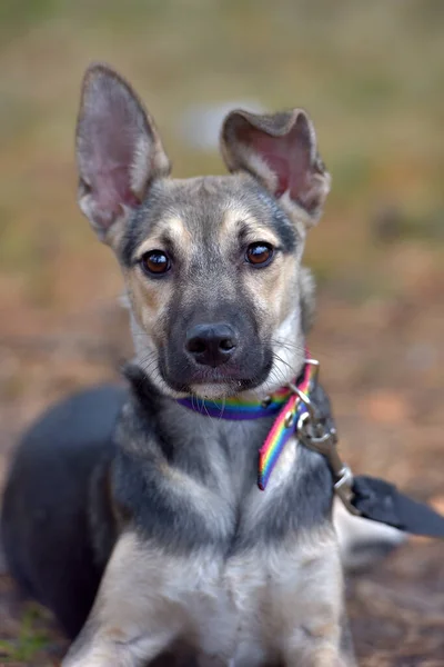 Pequeno Mgrel Filhote Cachorro Cinza Com Preto Perto — Fotografia de Stock