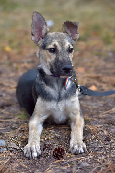 Pequeno Mgrel Filhote Cachorro Cinza Com Preto Perto — Fotografia de Stock