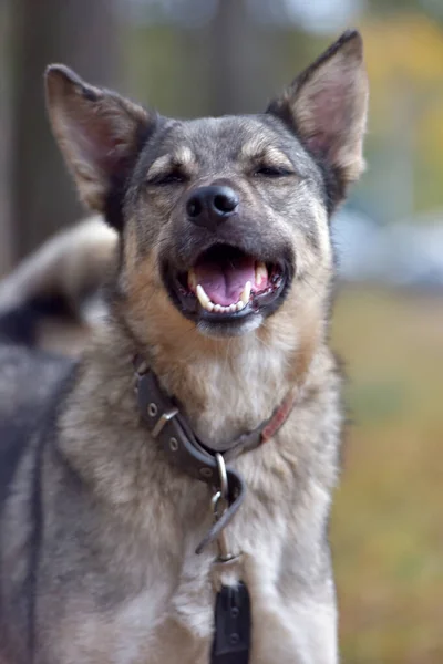 Mongrel Dog Gray Black Outdoors Leash — Stock Photo, Image