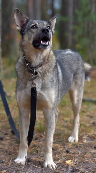 Mongrel Dog Gray Black Outdoors Leash — Stock Photo, Image