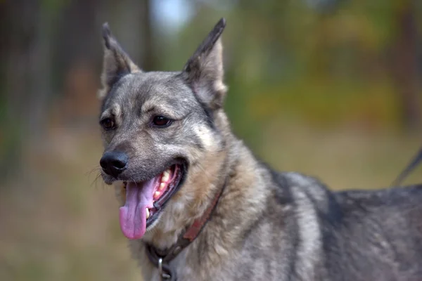 Mischlingshund Grau Und Schwarz Freien Der Leine — Stockfoto