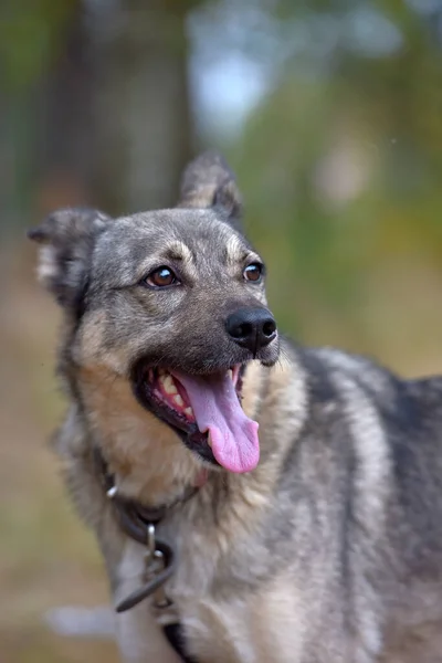 Cão Rafeiro Cinza Preto Livre Uma Trela — Fotografia de Stock