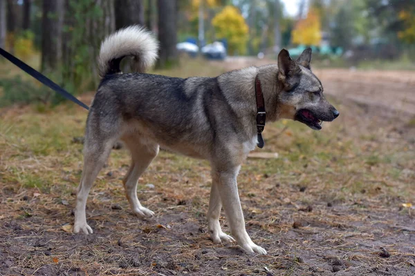 Blandras Hund Grå Och Svart Utomhus Koppel — Stockfoto