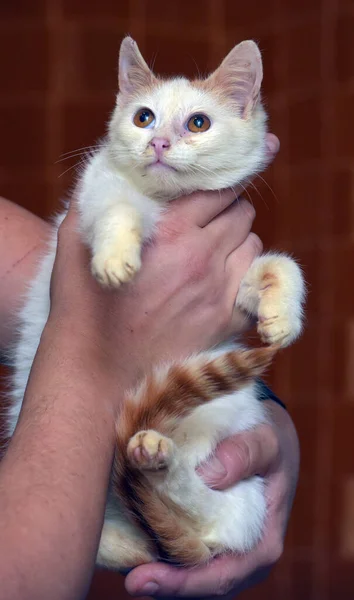 Piros Fehér Kis Cica Narancssárga Szemekkel Közelről — Stock Fotó
