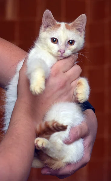 Red White Small Kitten Orange Eyes Close — Stock Photo, Image