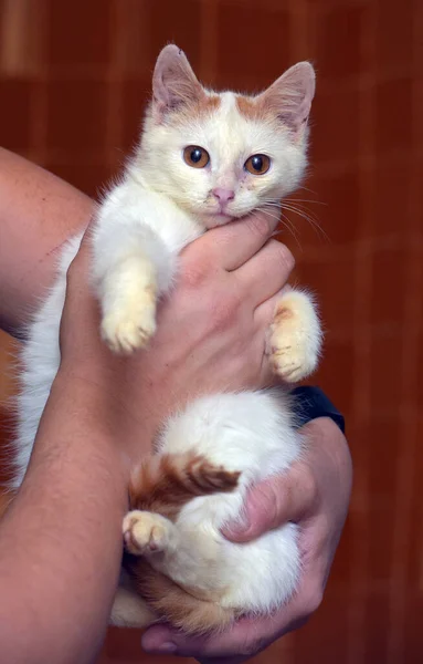 Czerwony Biały Mały Kotek Pomarańczowymi Oczami Zbliżenie — Zdjęcie stockowe