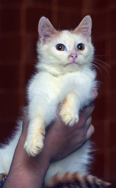 Gatito Pequeño Rojo Blanco Con Ojos Anaranjados Cerca — Foto de Stock