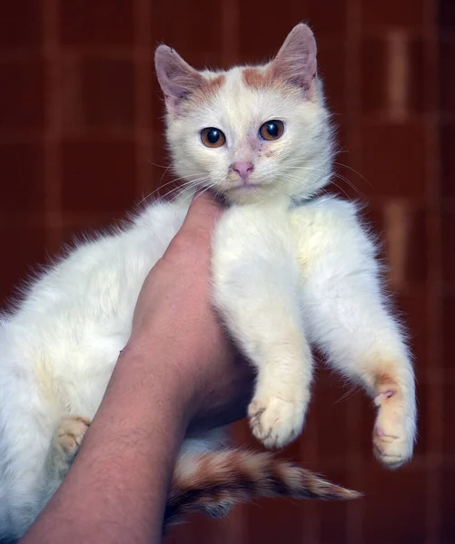 Czerwony Biały Mały Kotek Pomarańczowymi Oczami Zbliżenie — Zdjęcie stockowe