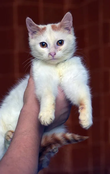 Rood Wit Klein Kitten Met Oranje Ogen Close — Stockfoto