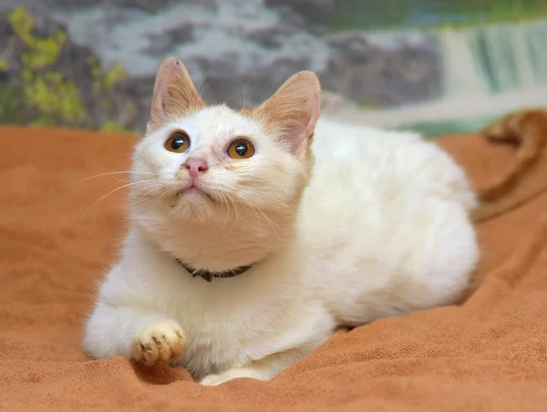 Gatito Pequeño Rojo Blanco Con Ojos Anaranjados Cerca —  Fotos de Stock