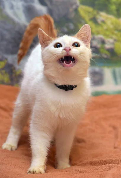 Kırmızı Beyaz Turuncu Gözlü Küçük Kedi Yavrusu — Stok fotoğraf