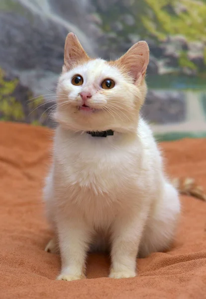 Pequeno Gatinho Vermelho Branco Com Olhos Laranja Fechar — Fotografia de Stock